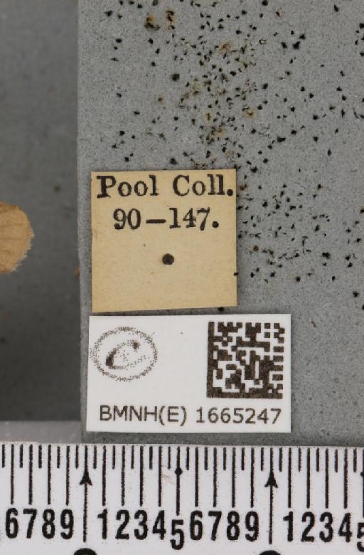 Pelosia muscerda (Hufnagel, 1766) - BMNHE_1665247_label_285201