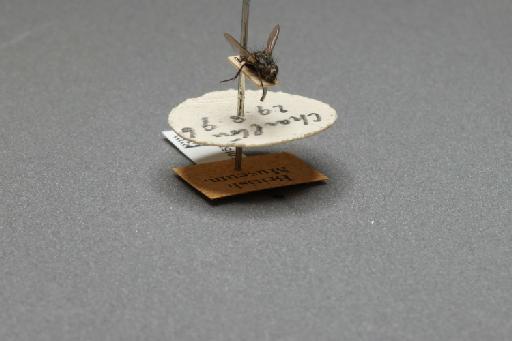 Sarcophaga (Myorhina) nigriventris Meigen, 1826 - 015091801_additional_4