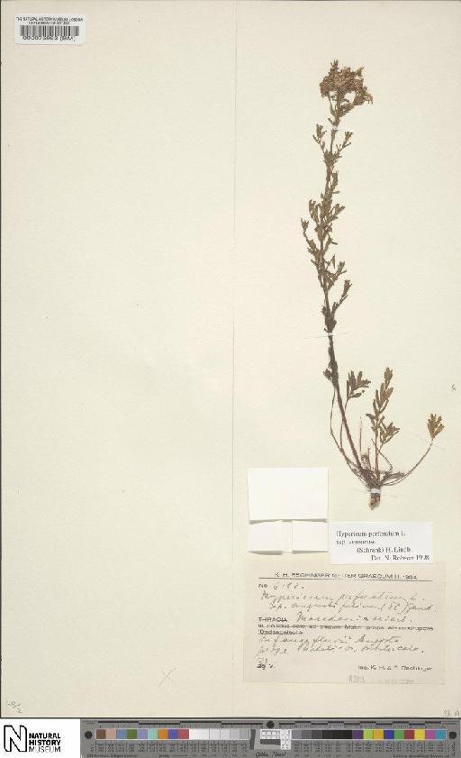 Hypericum perforatum subsp. veronense (Schrank) H.Lindb. - BM000075963