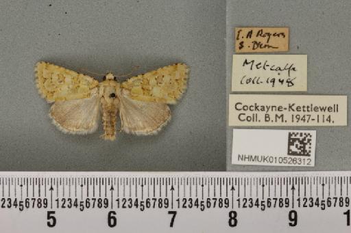 Nyctobrya muralis (Forster, 1771) - NHMUK_010526312_580110