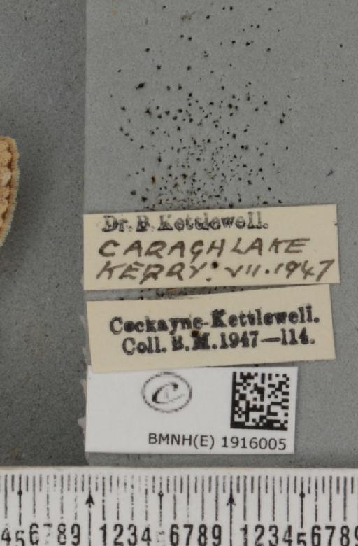 Ectropis crepuscularia (Denis & Schiffermüller, 1775) - BMNHE_1916005_label_482746
