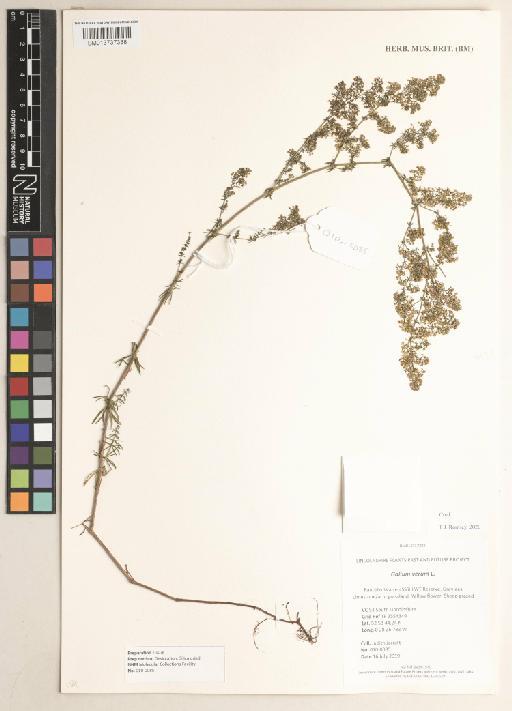 Galium verum L. - 013737388
