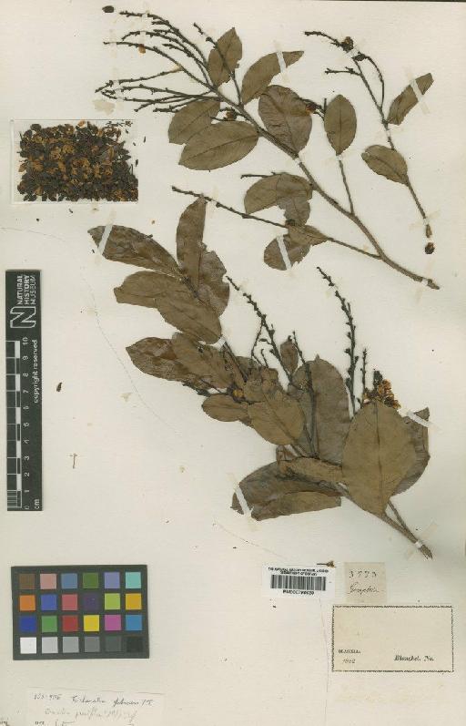 Ouratea parvifolia (-Yves) Engl. - BM000798629