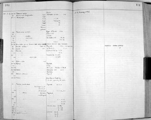 Urocaridella gracilis Borradaile, 1915 - Zoology Accessions Register: Crustacea: 1935 - 1962: page 104