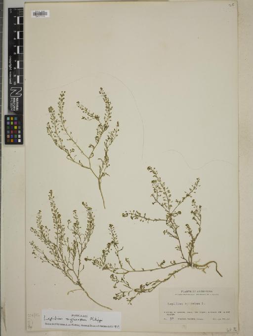 Lepidium myrianthum Phil. - BM010777950