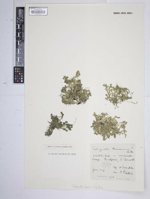 Selaginella kraussiana (Kunze) A.Braun - BM001185437
