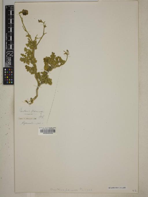 Cristaria pannosa Philippi - BM000603904