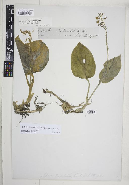 Liparis petiolata (D.Don) P.F.Hunt & Summerh. - BM001234661