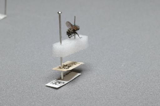 Sarcophaga (Myorhina) nigriventris Meigen, 1826 - 015092340_additional_1