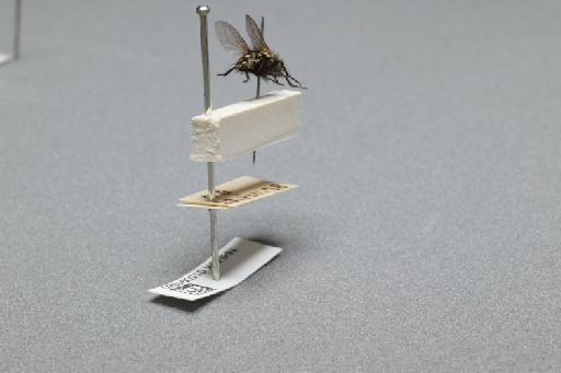 Sarcophaga (Myorhina) nigriventris Meigen, 1826 - 015091680_additional_1