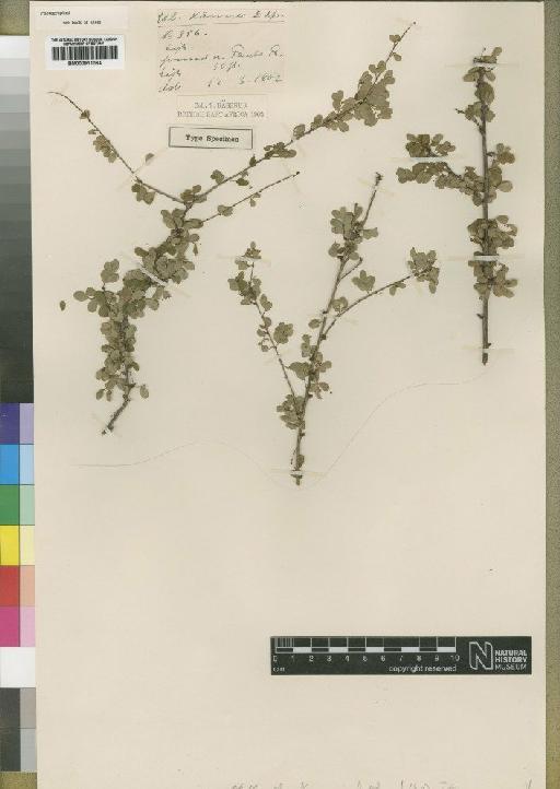 Phyllanthus kaessneri Hutch - BM000911064