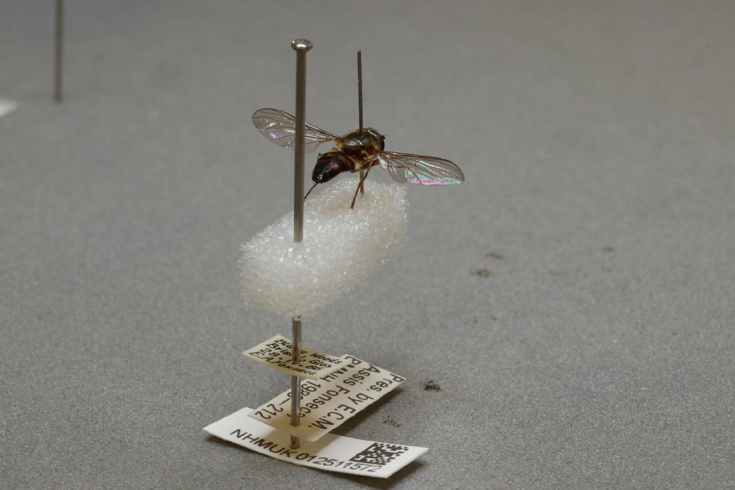 Parasyrphus punctulatus thumbnail