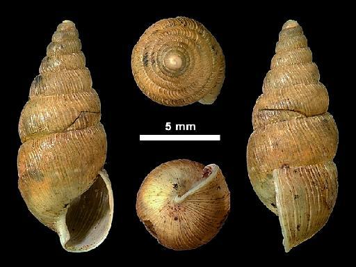 Glessula lyrata subterclass Tectipleura W. T. Blanford, 1870 - 1906.3.3.14, LECTOTYPE, Glessula lyrata Blandford 1870