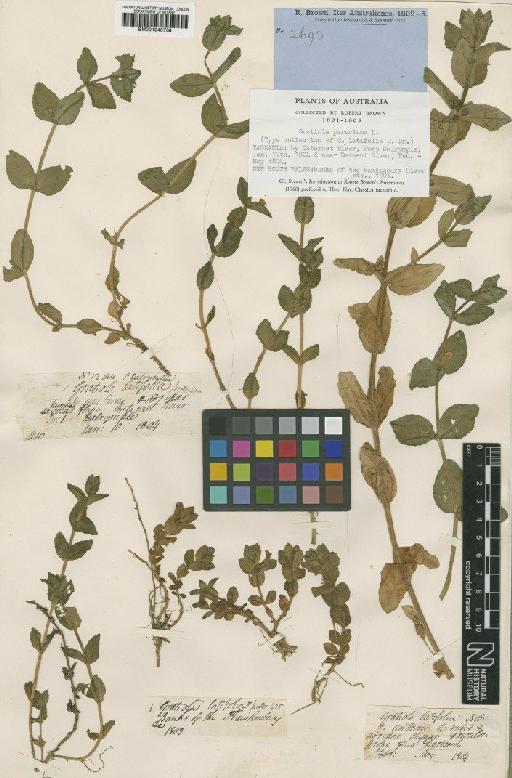 Gratiola latifolia R.Br. - BM001040738