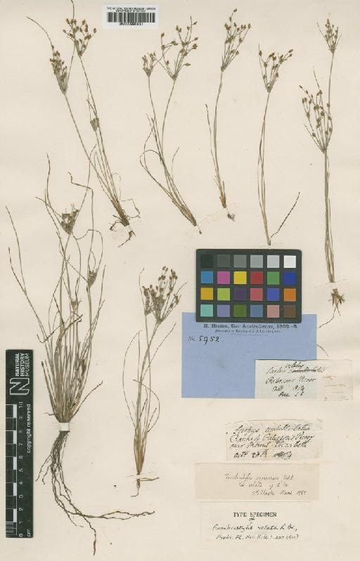 Fimbristylis squarrosa var. esquarrosa Makino - BM000990931