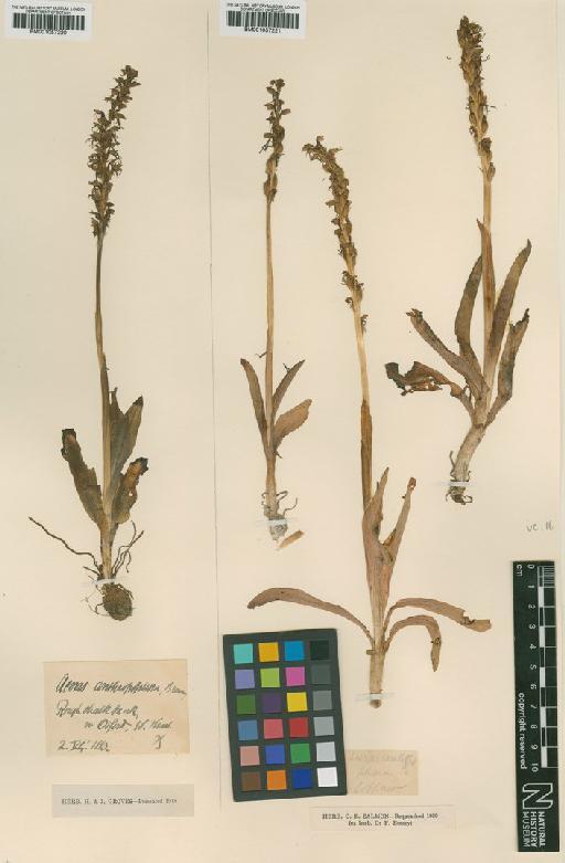 Orchis anthropophora (L.) All. - BM001057220.tif