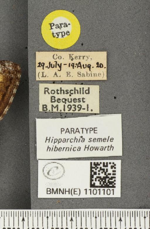Hipparchia semele hibernica Howarth, 1971 - BMNHE_1101101_label_11795
