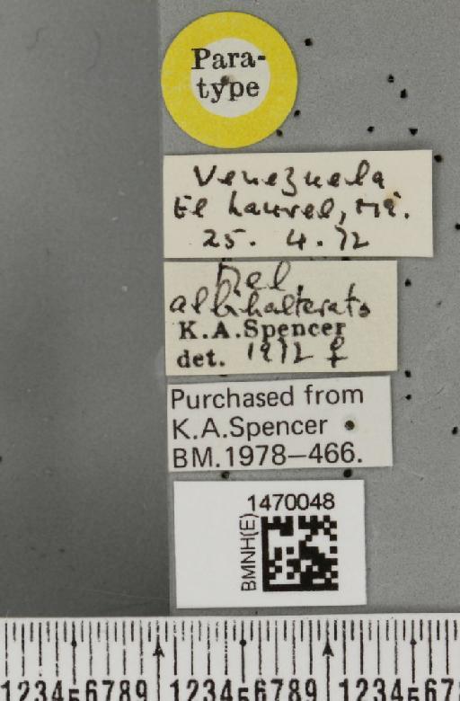 Melanagromyza albihalterata Spencer, 1973 - BMNHE_1470048_label_44853