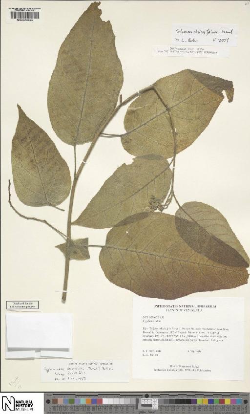 Cyphomnadra diversifolia subsp. diversifolia - BM000778002