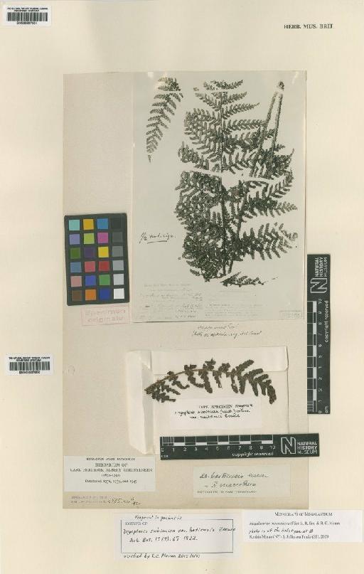 Megalastrum macrotheca (Fée) A.R.Sm. & R.C.Moran - BM000907802