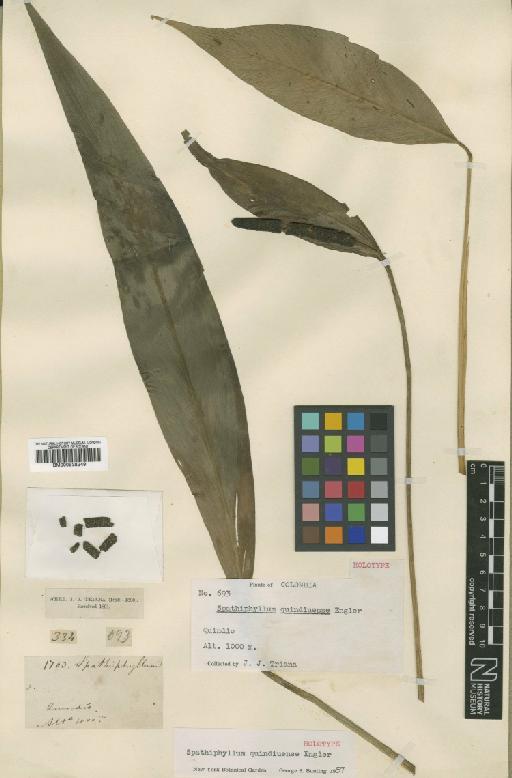 Spathiphyllum quindiuense Engl. - BM000938249