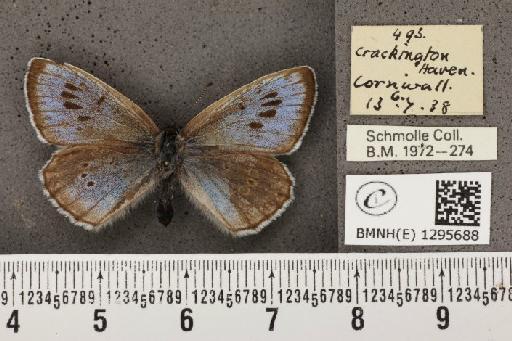 Maculinea arion eutyphron (Fruhstorfer, 1915) - BMNHE_1295688_133471