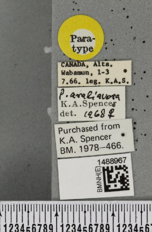Phytomyza aralivora Spencer, 1969 - BMNHE_1488967_label_53326