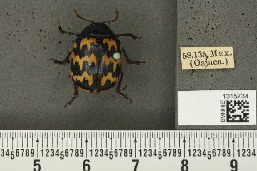 Leptinotarsa lacerata Stål, 1858 - BMNHE_1315734_15360