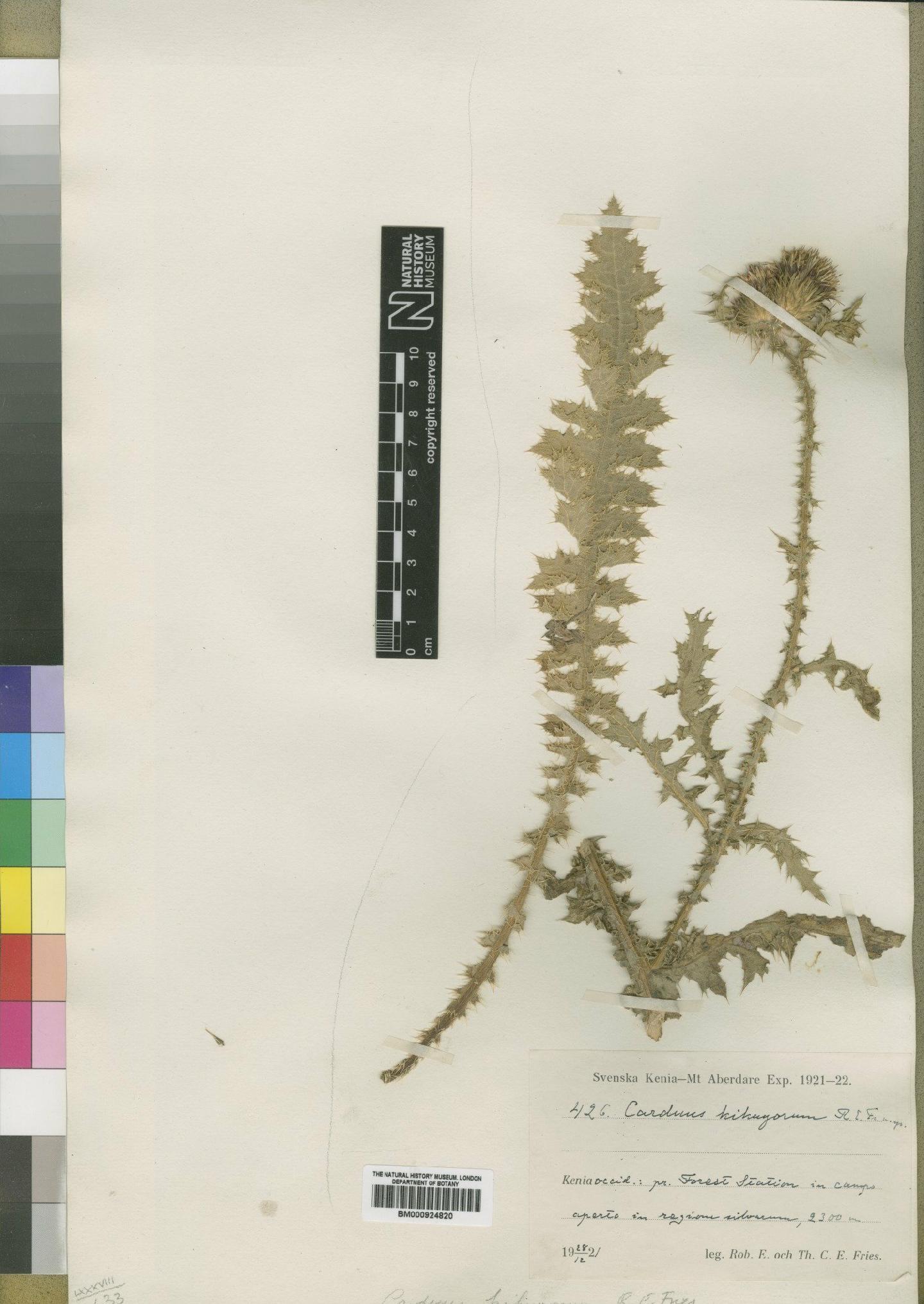To NHMUK collection (Carduus kikuyorum R.E.Fr.; Type; NHMUK:ecatalogue:4553580)
