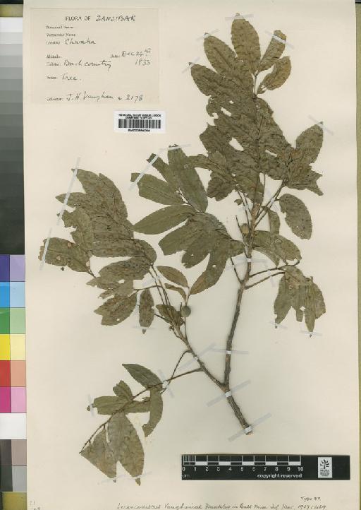 Lecanodiscus vaughaniae Dunkley - BM000884064