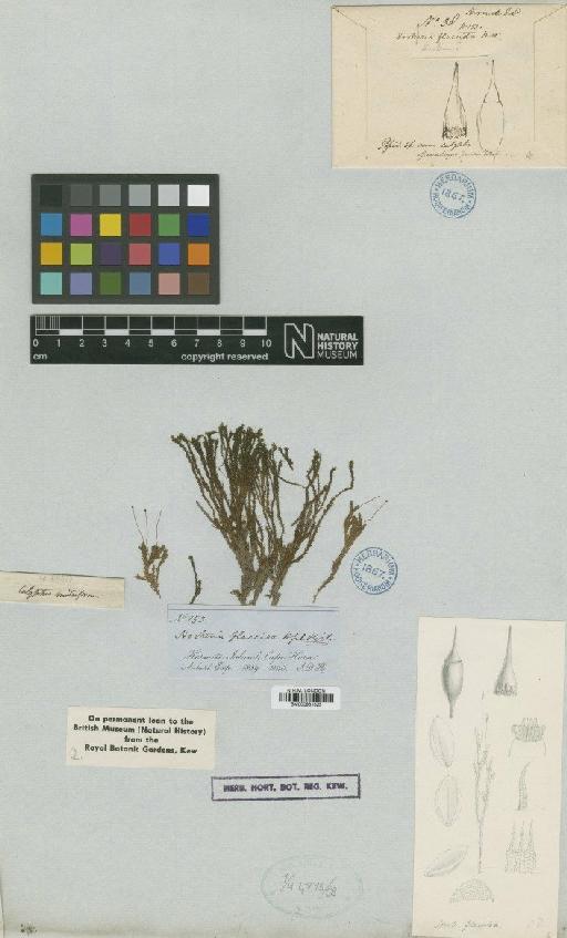 Distichophyllum flaccidum (Hook.f. & Wilson) Mitt. - BM000961825_a