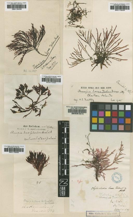 Champia novae-zelandiae (Hook.f. & Harv.) Harv. - BM001038668