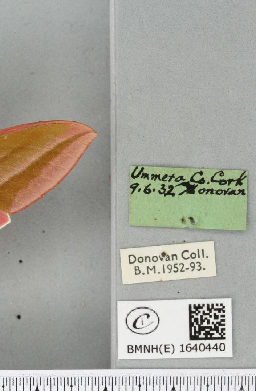 Deilephila elpenor (Linnaeus, 1758) - BMNHE_1640440_label_206575