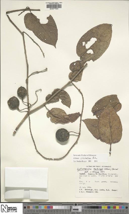 Solanum circinatum Bohs - BM000775308