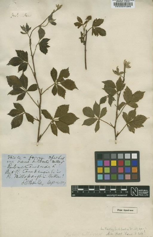 Rubus villosus Aiton - BM000583294