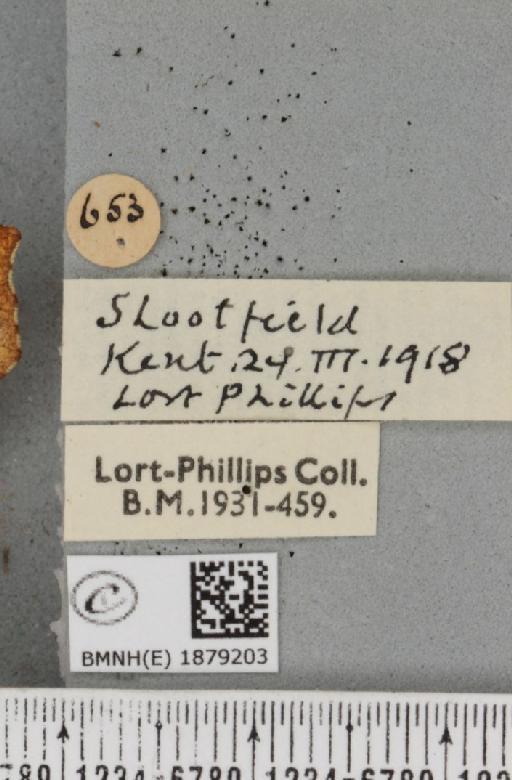 Selenia dentaria (Fabricius, 1775) - BMNHE_1879203_label_443704