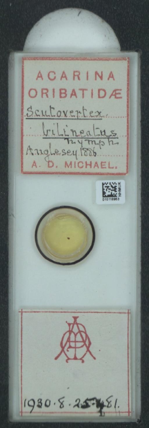 Scutovertex bilineatus (A.D. Michael, 1888) - 010118963_128155_548571