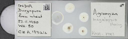 Agromyza megalopsis Hering, 1933 - BMNHE_1504153_59277