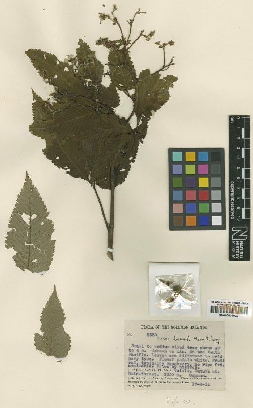 Rubus brassii Merr. & L.M.Perry - BM000906002