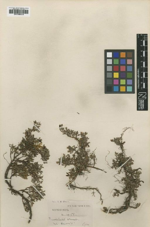 Salix brachista C.K.Schneid. - BM000958028