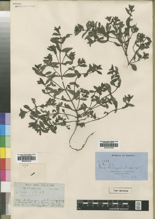 Nesaea loandensis (Welw.) Koehne - BM000902429