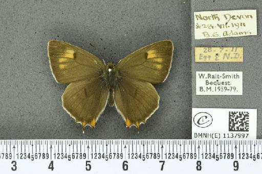 Thecla betulae ab. lutea Tutt, 1907 - BMNHE_1137997_95087