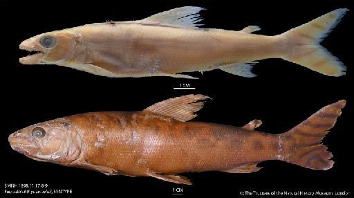 Eugnathichthys eetveldii Boulenger, 1898 - BMNH 1898.11.17.8-9 Eugnathichthys eetveldii, SYNTYPE