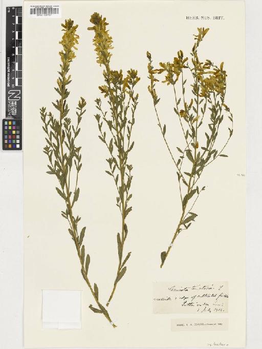 Genista tinctoria L. subsp. tinctoria - BM001037727