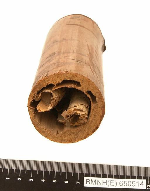 Megachile Latreille, 1802 - Hymenoptera Nest BMNH(E) 650914