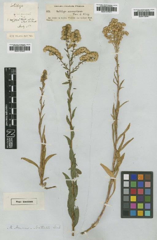 Solidago missouriensis Nutt - BM001025403