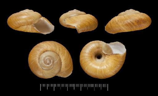 Helix (Macrocyclis) covani subterclass Tectipleura E. A. Smith, 1879 - 1882.3.4.8, HOLOTYPE, Helix (Macrocyclis) covani Smith, 1879