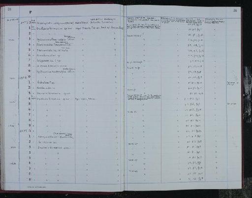 Duotaxis birmanica Zaninetti & Bronnimann, 1975 - NHM-UK_P_DF118_04_07_0053