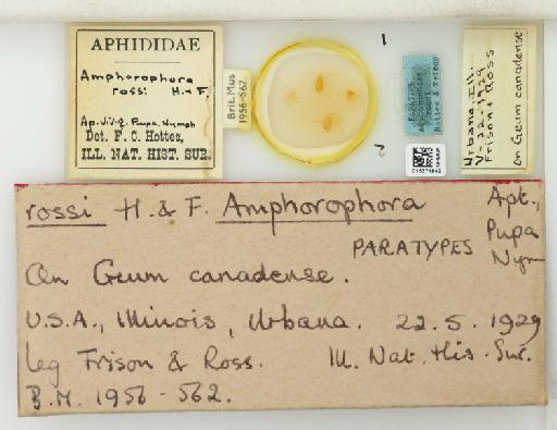 Amphorophora rossi Hottes & Frison, 1931 - 015371842_112449_1092726_157842_Type