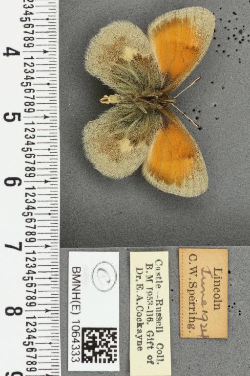 Coenonympha pamphilus ab. caeca Oberthür, 1896 - BMNHE_1064333_25464